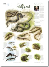 Life in Cold Blood, OU Poster